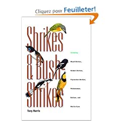 Shrikes and Bush Shrikes