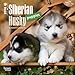 Siberian Husky Puppies 2016 Calendar