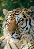 National Geographic by New Creative - Tiger Garden Impressions Flag