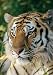 National Geographic by New Creative - Tiger Garden Impressions Flag