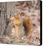 Feed Me Canvas Print / Canvas Art - Artist Robert Pearson