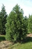 Japanische Sicheltanne - Cryptomeria japonica - Samen