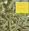 A Gathering of Garter Snakes