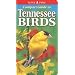 Compact Guide To Tennessee Birds