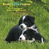 Border Collie Puppies Calendar - 2016 Wall calendars - Dog Calendars - Monthly Wall Calendar by Magnum