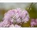 Photographic Prints of Meadow rue (Thalictrum aquilegifolium) from Science Photo Library