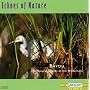 Echoes of Nature: Bayou