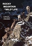 Rocky Mountain Wildlife