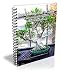 Bonsai Beginner's Guide: Everything You Need to Know About Bonsai