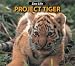 Book Project Tiger (Zoo Life series)