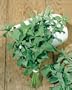 Catnip Seeds - Nepeta Cataria - .1 Grams - Approx 150 Gardening Seeds - Herb Garden Seed