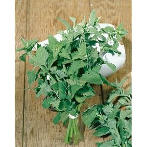 Catnip Herb Garden Seed