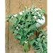 Catnip Seeds - Nepeta Cataria - .1 Grams - Approx 150 Gardening Seeds - Herb Garden Seed