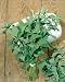 Catnip Seeds - Nepeta Cataria - .1 Grams - Approx 150 Gardening Seeds - Herb Garden Seed