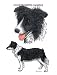 Border Collie - Double Image by Cindy Farmer