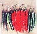 Agni-hot pepper seed packet