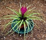 Hawaiian Pink Quill Volcano Plant - Exotic & Easy