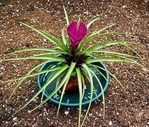 Hawaiian Pink Quill Volcano Plant