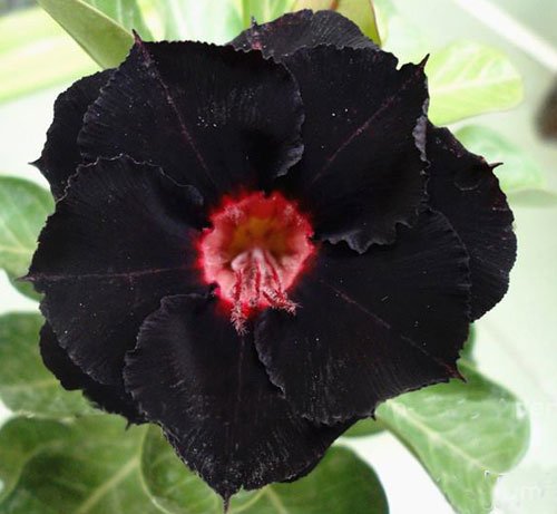 Adenium Obesum Desert Roses Rare www Supper-black-King-us