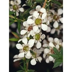 The Delicate White Flowers of the Manuka, Leptospermum Scoparium, Australia