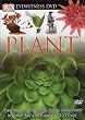 Plant (DK Eyewitness Books)