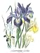 Iris Art Poster PRINT Jane W. Loudon 9x11