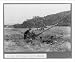 Historic Print (L): [German artillery on Russian front, August 15-21, 1942: anti-airc...