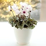 [大栄花園]シクラメン：アンジュ4号プラ鉢植え[上向き咲き][フロリアード優秀賞]