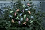 Smart Solar 3706MR20 Solar Light String, 20 Multi Color LEDs with Translucent Dragonfly Covers