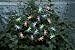 Smart Solar 3706MR20 Solar Light String, 20 Multi Color LEDs with Translucent Dragonfly Covers