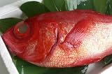 �ō����@�É����Y�V�R�����ڑ�(�Җڑ�)�P���@1.1�`1.6kg