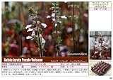 サルビア　リラータ　パープルボルケーノ　10.5センチポット　20苗セット 宿根草 苗 セット 耐寒性 ボルケーノ