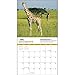 Giraffes National Geographic 2015 Wall Calendar