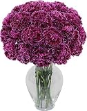 Burgundy Carnation 20 stems without Vase
