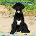 Portuguese Water Dogs 2007 Calendar