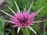 Salsify Seeds - B000MJ0B3U
