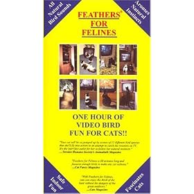 Buy Feathers for Felines, Episode 1: Videos cat toys for cats now!