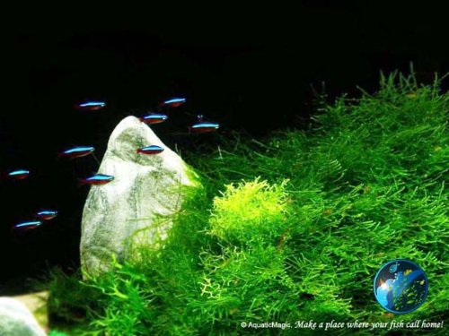Java Moss - Live Aquarium Aquatic Plant for Fish Tank