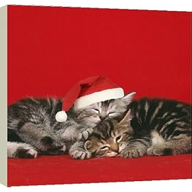 Canvas Prints of JD-16788E-C-M6 Cat - two kittens, one sleeping wearing Christmas hat from Ardea Wildlife Pets