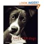 Shelter Dogs