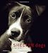 Shelter Dogs