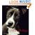 Shelter Dogs