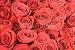 Wallmonkeys Peel and Stick Wall Decals - Exquisite Red Roses - Removable Graphic