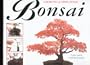 A Step-By-Step Guide to Growing & Displaying Bonsai