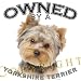 yorkshire terrier - Yorkshire Terrier Yorkie 