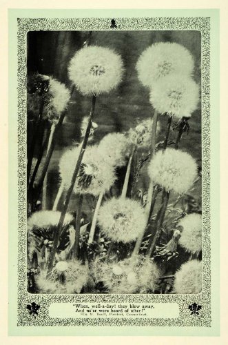 1907 Print Dandelions Seed Head Botanical Art Nouveau - Original Color Print