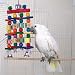Pet Supplies : Brainy Bird Building Flocks Toy
