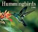 Hummingbirds 2006