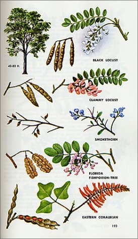 Trees of North America: A Guide to Field Identification, Revised and Updated (Golden Field Guide from St. Martin's Press) under General in The Books Store
