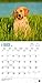 Golden Retriever Puppies 2016 Calendar